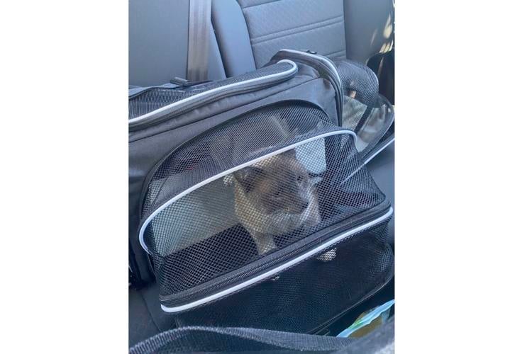 California Traveling Cat
